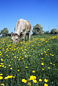 Cow grazing in a meadow