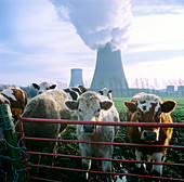 Cows and cooling towers