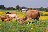 Cows grazing in a meadow