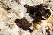 Sheep wool