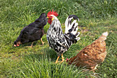 Rooster with chickens