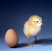 Egg and chick