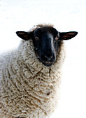 Domestic sheep in snow