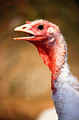 Female turkey