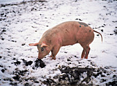 Pig in snow