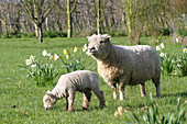 Southdown sheep and lamb