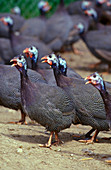 Guineafowl