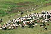 Sheep and goat herding in Mongolia