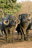 Domestic Asian water buffalo