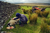 Ewe sheep and new born lamb