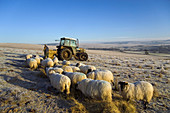 Farmer feeding sheep