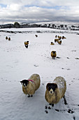 Flock of sheep in snow