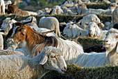 Livestock on a farm