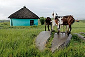 Xhosa livestock and hut