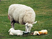 Ewe and newborn lambs