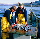 Workers at a salmon farm in Scotland