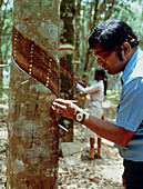 Inspection of tapped rubber trees on plantation