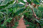 Unripe bananas on a plantation