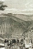 19th century engraving of quinine tree plantation