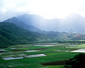 Paddy fields of taro crops in a valley