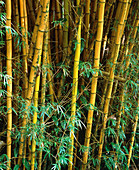 View of a growing crop of bamboo