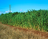Field of sugar cane,Saccharum officinarum
