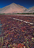 Grapes drying in sun