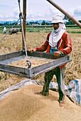 Man winnowing rice