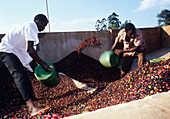 Coffee plantation