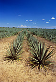 Sisal crops