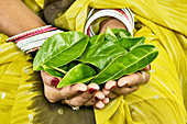 Tea leaves in hands