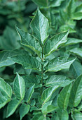 Potato foliage (Solanum tuberosum 'Anya')