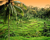 Rice terraces,Indonesia