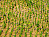 Rice plants