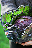 Harvested cabbage