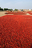 Chilli peppers drying,India
