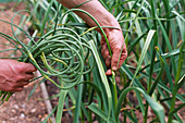 Organic serpent garlic