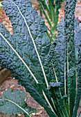 Organic black kale cabbage