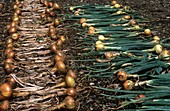 Harvested onions