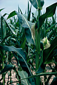 Unripe corn in a field