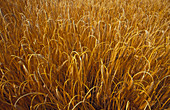 Ripe winter barley