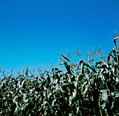 A field of maize