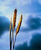 Ears of wheat against blue cloudy background