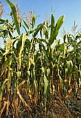 Maize cultivation in northern France