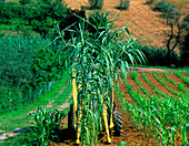 A prototype machine for harvesting sweet sorghum