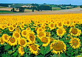 Field of sunflowers,France