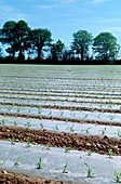 Maize grown under biodegradable plastic,France