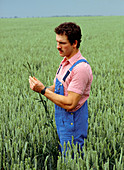 Farmer inspecting an ear of wheat in a field