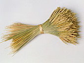 Bundle of freshly harvested stems of wheat