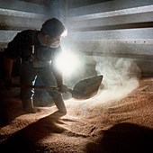 Agricultural worker shovels grain in a silo